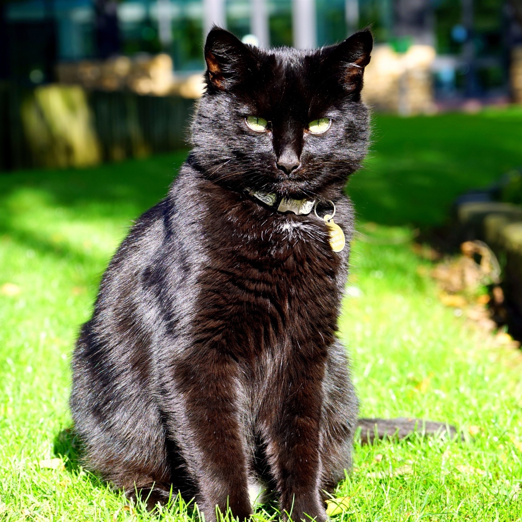 Зеленоглазый черный кот сидит на зеленой траве