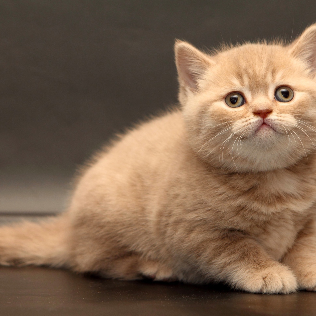 Маленький милый рыжий котенок на сером фоне