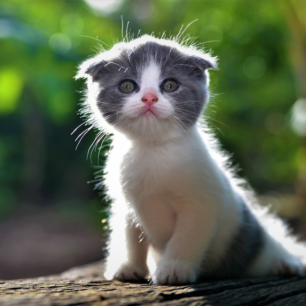 Маленький вислоухий серо-белый котенок