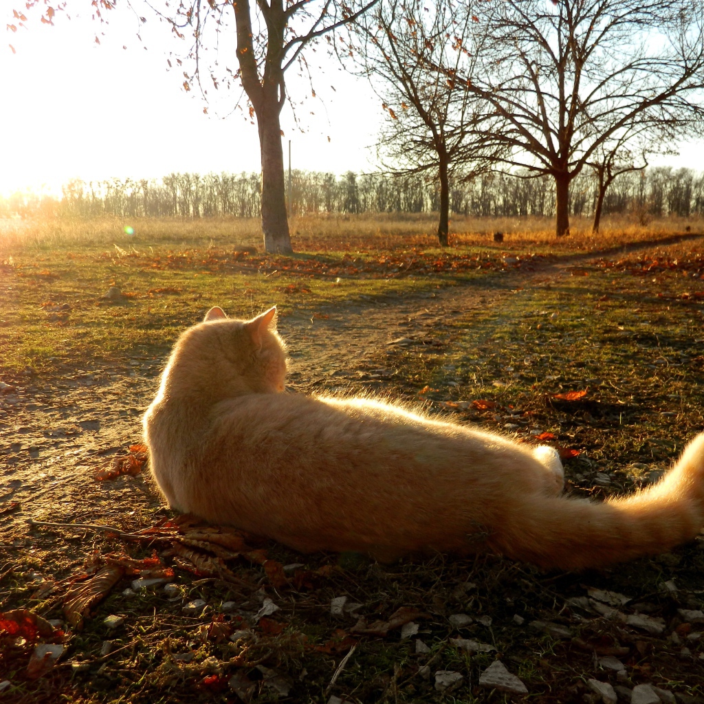 Red cat lying on the ground in the rays of the autumn sun
