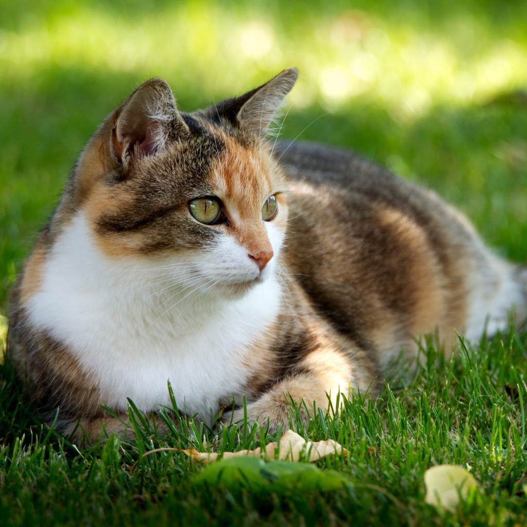 Трехцветная кошка лежит на зеленой траве