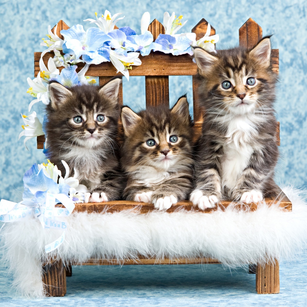 Три серых котенка мейн куна сидят на стуле