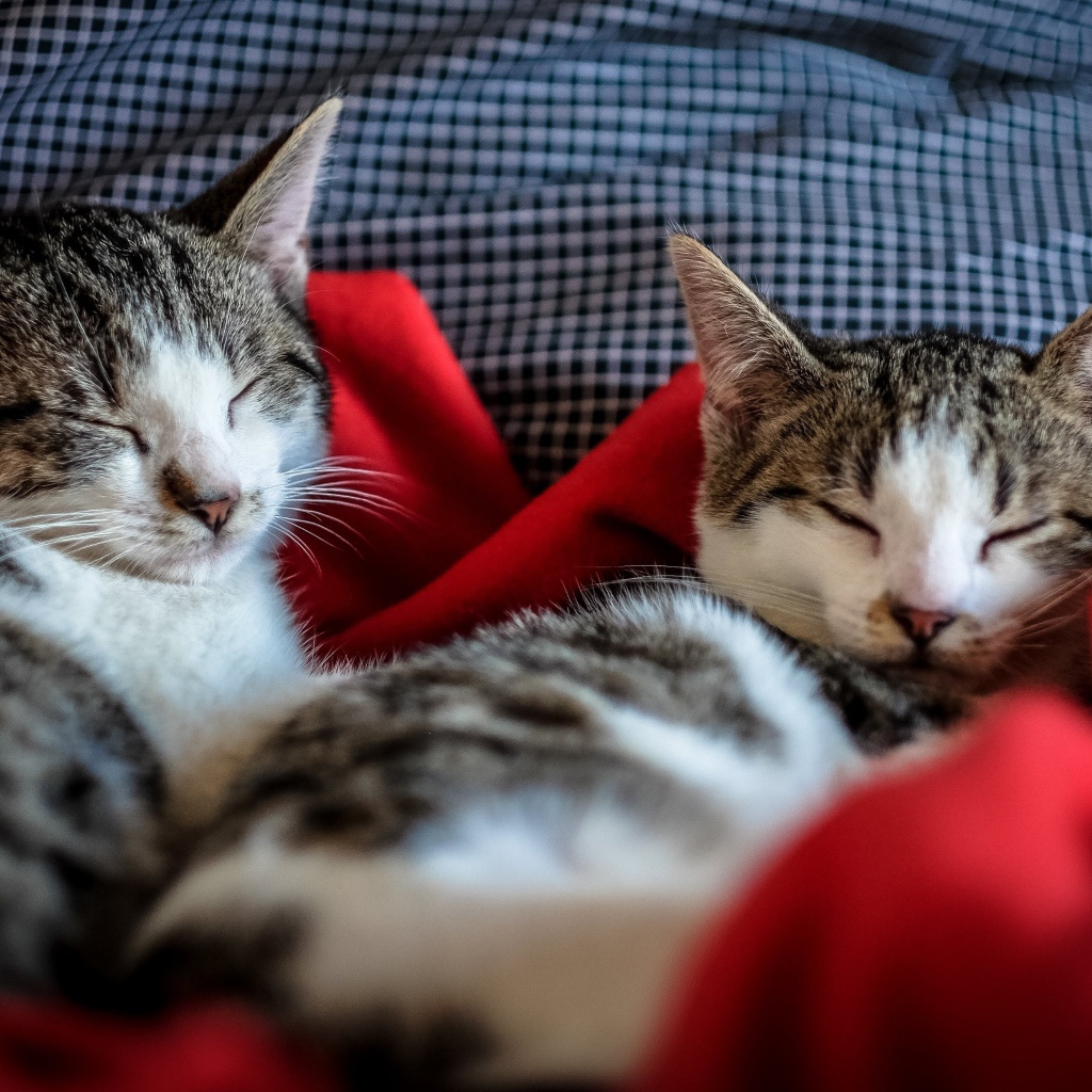 Два кота спят на кровати
