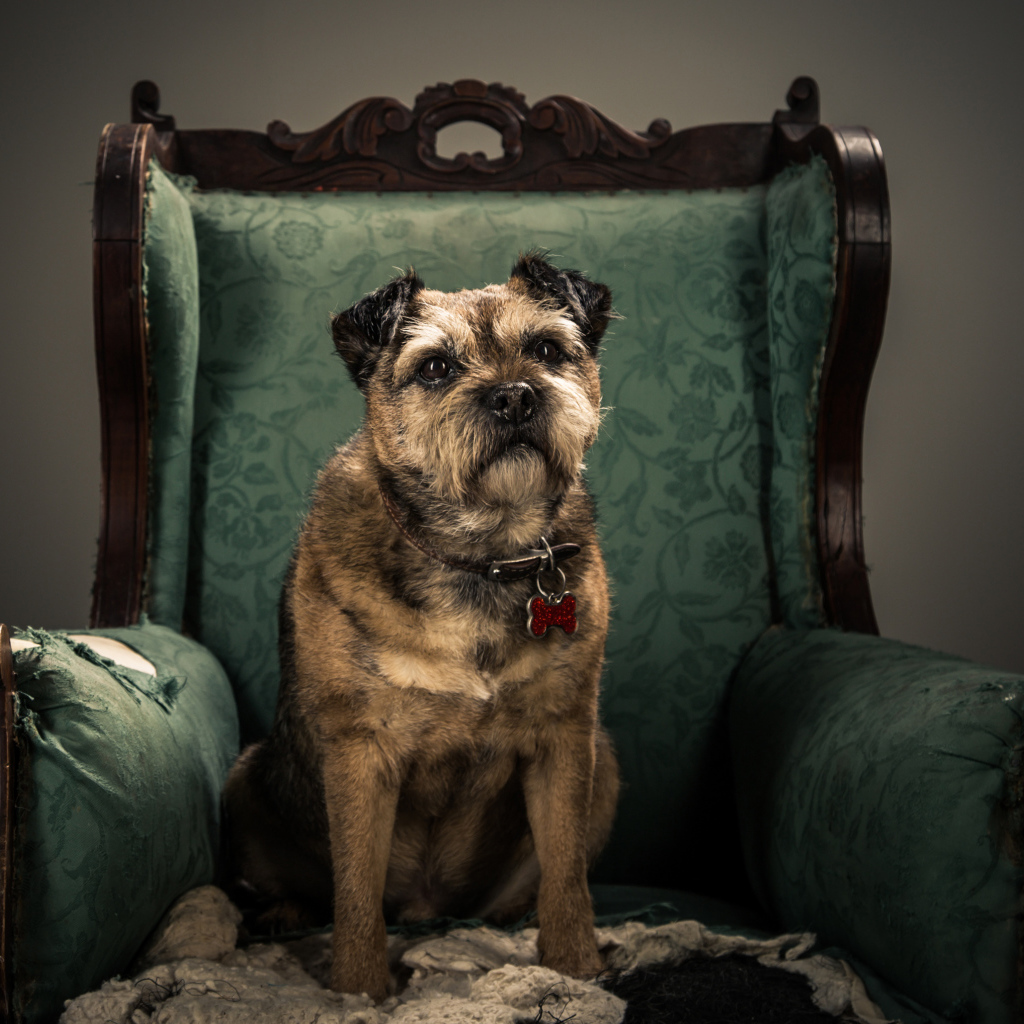 Собака породы Бордер-терьер сидит в кресле
