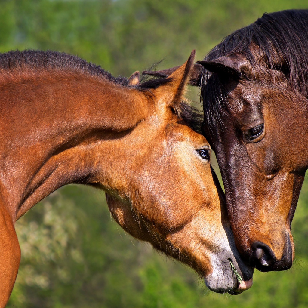 Влюбленная пара коричневых лошадей