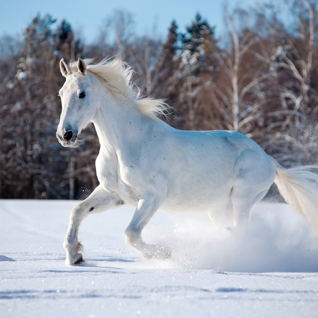 Белый конь скачет по заснеженному лесу