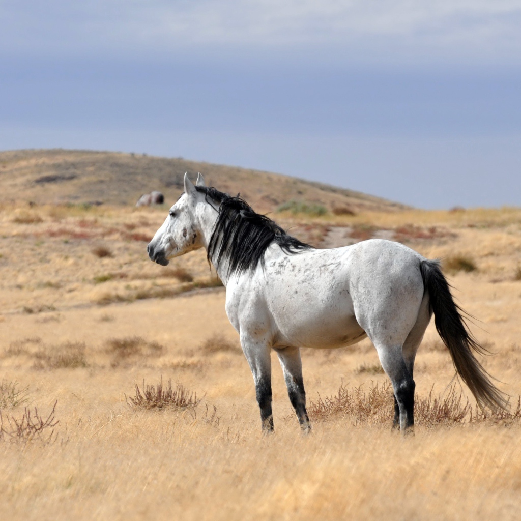 Белый конь с черной гривой пасется на сухой траве