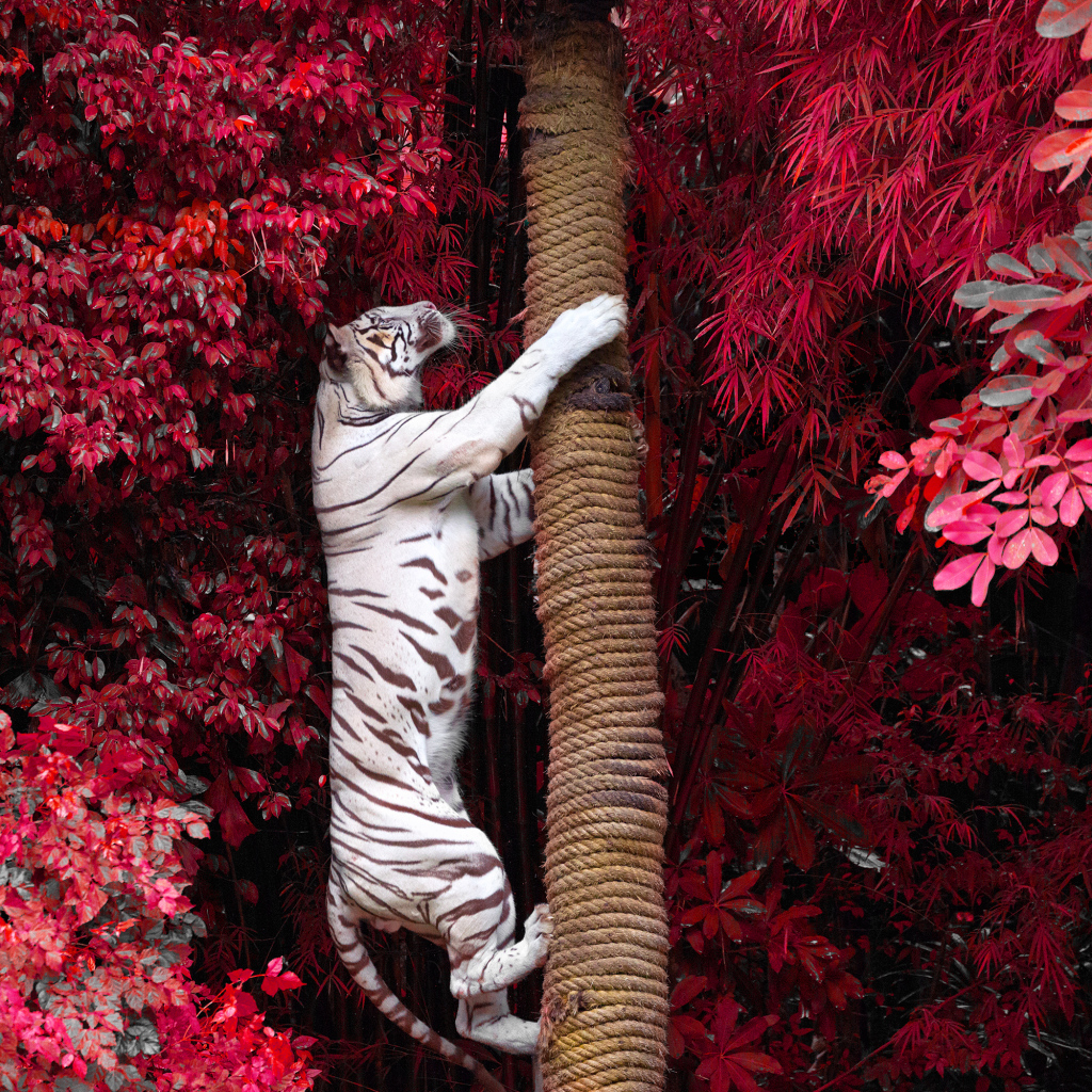 Большой белый тигр лезет на дерево среди красных листьев 