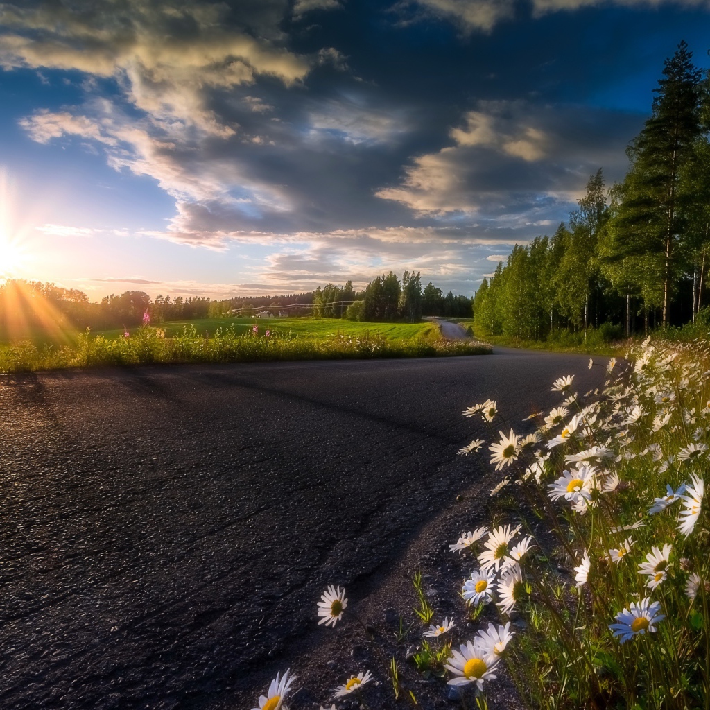The rising sun in the beautiful sky illuminates the growing chamomile near the road