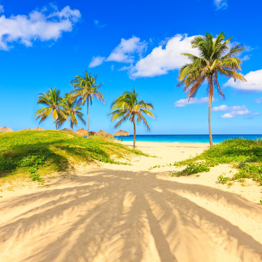 Пальма отбрасывает тень на песке на тропическом пляже