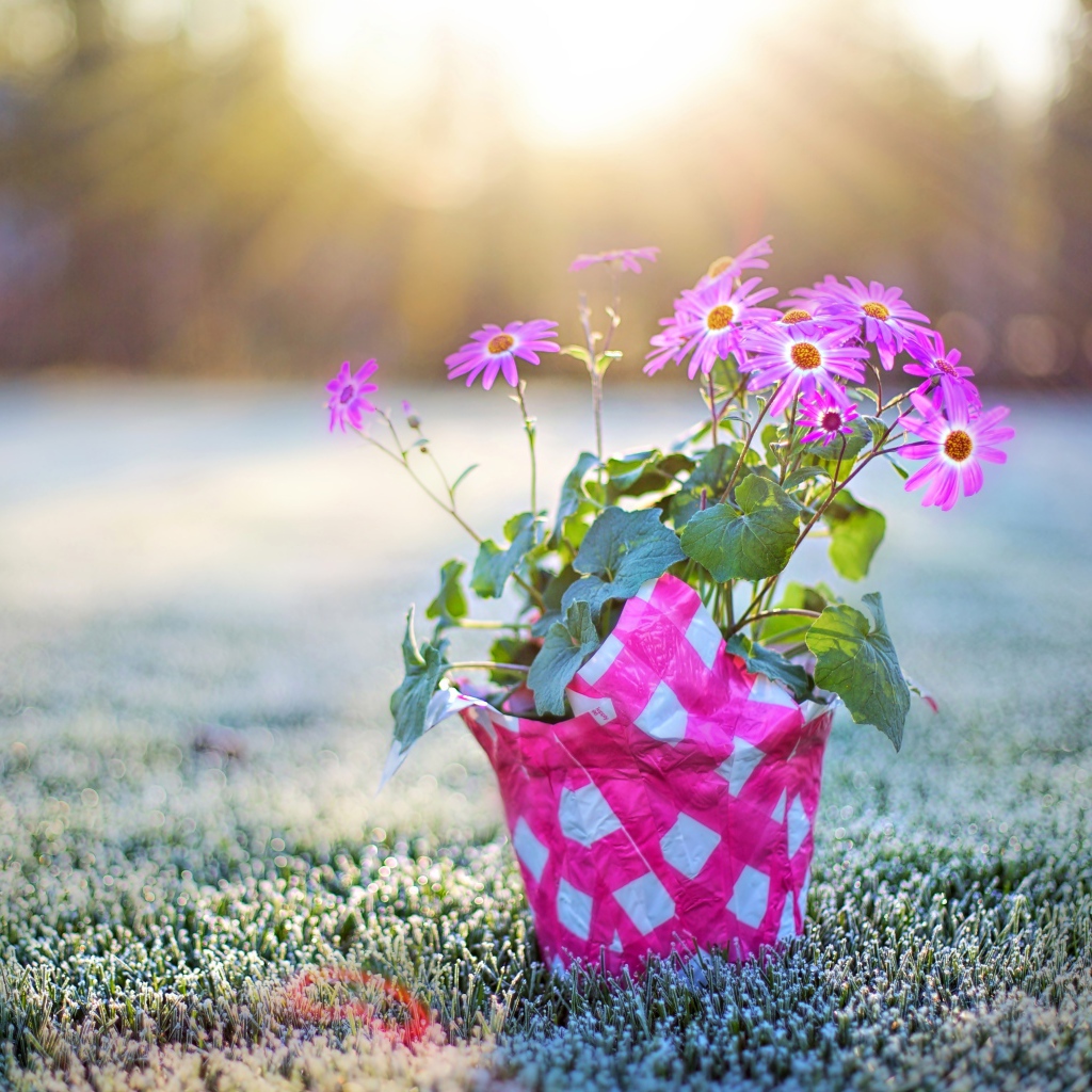 Горшок с розовыми цветами стоит на покрытой инеем траве на рассвете