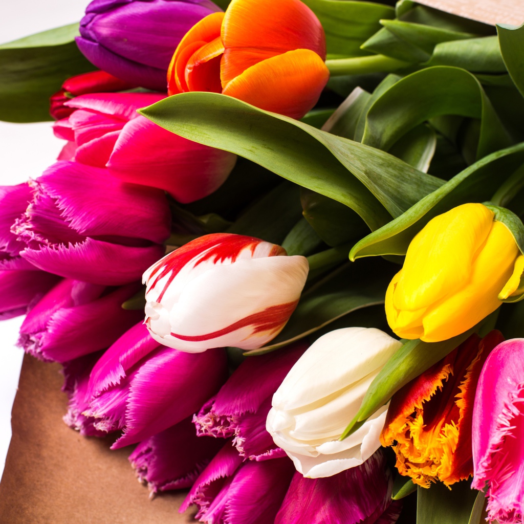 Красивый букет разноцветных тюльпанов крупных планом