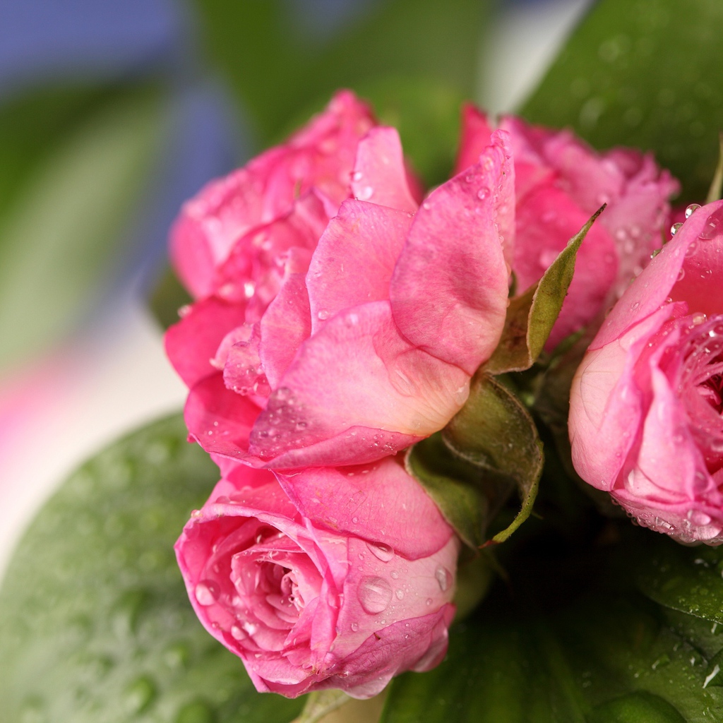 Красивый букет розовых роз в каплях воды крупным планом