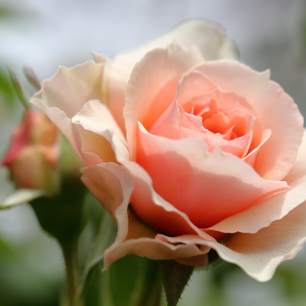 Красивая нежная розовая роза крупным планом