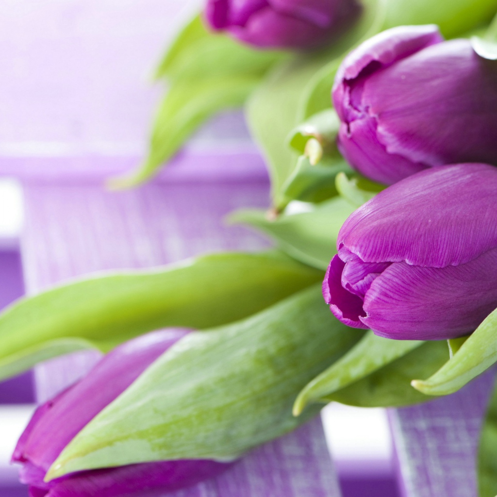 Красивые фиолетовые тюльпаны с зелеными листьями