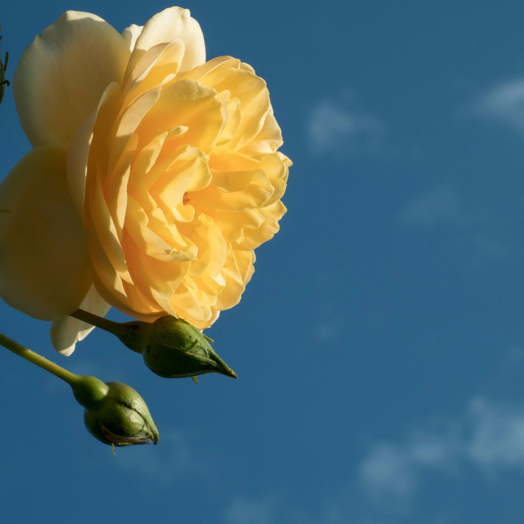 Красивый желтый цветок розы с бутонами на фоне голубого неба 