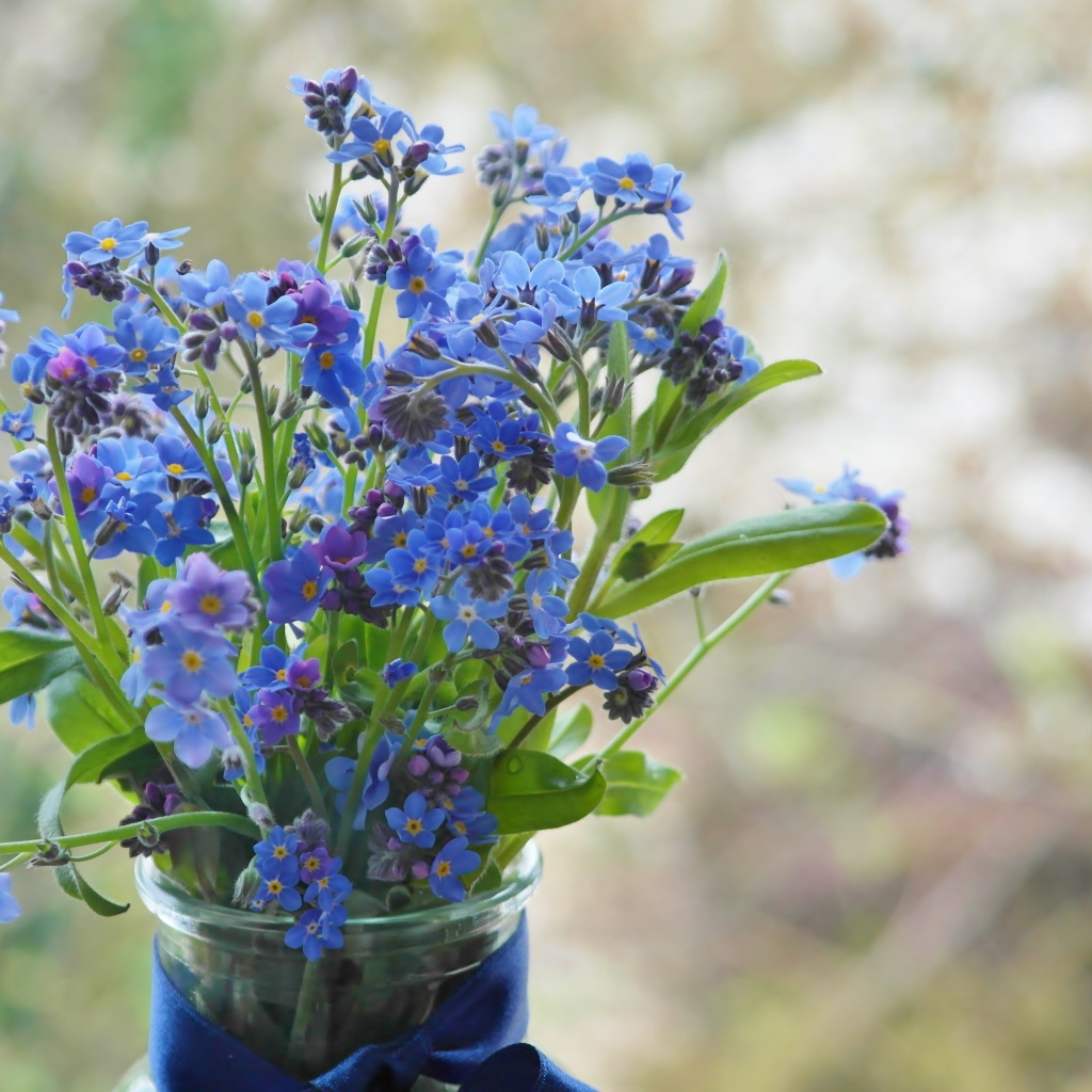 Голубые цветы незабудки в вазе с лентой