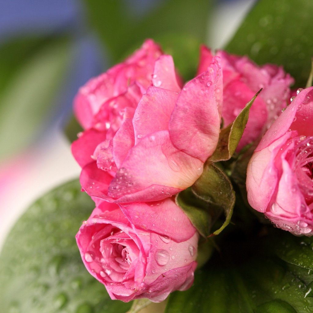 Букет розовых роз в каплях росы