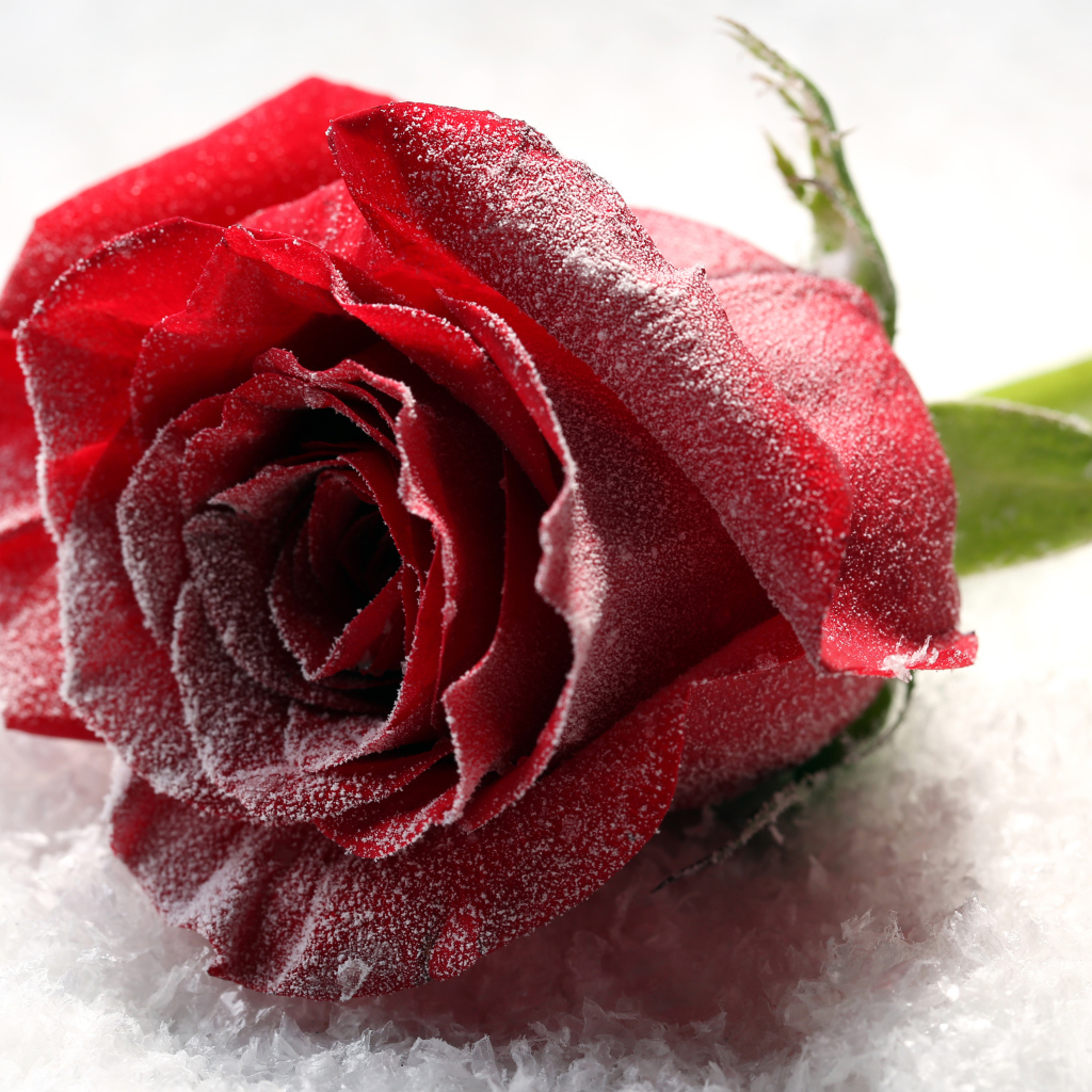 Покрытая инеем роза на снегу