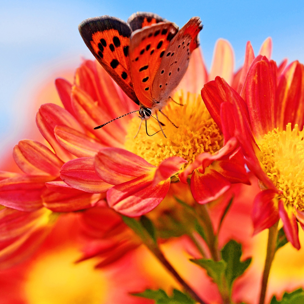 Оранжевые цветы георгина с бабочкой
