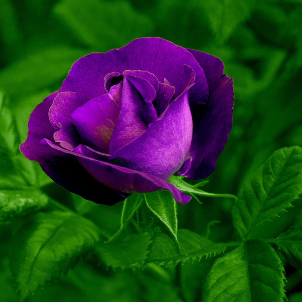 Фиолетовый цветок розы с зелеными листьями