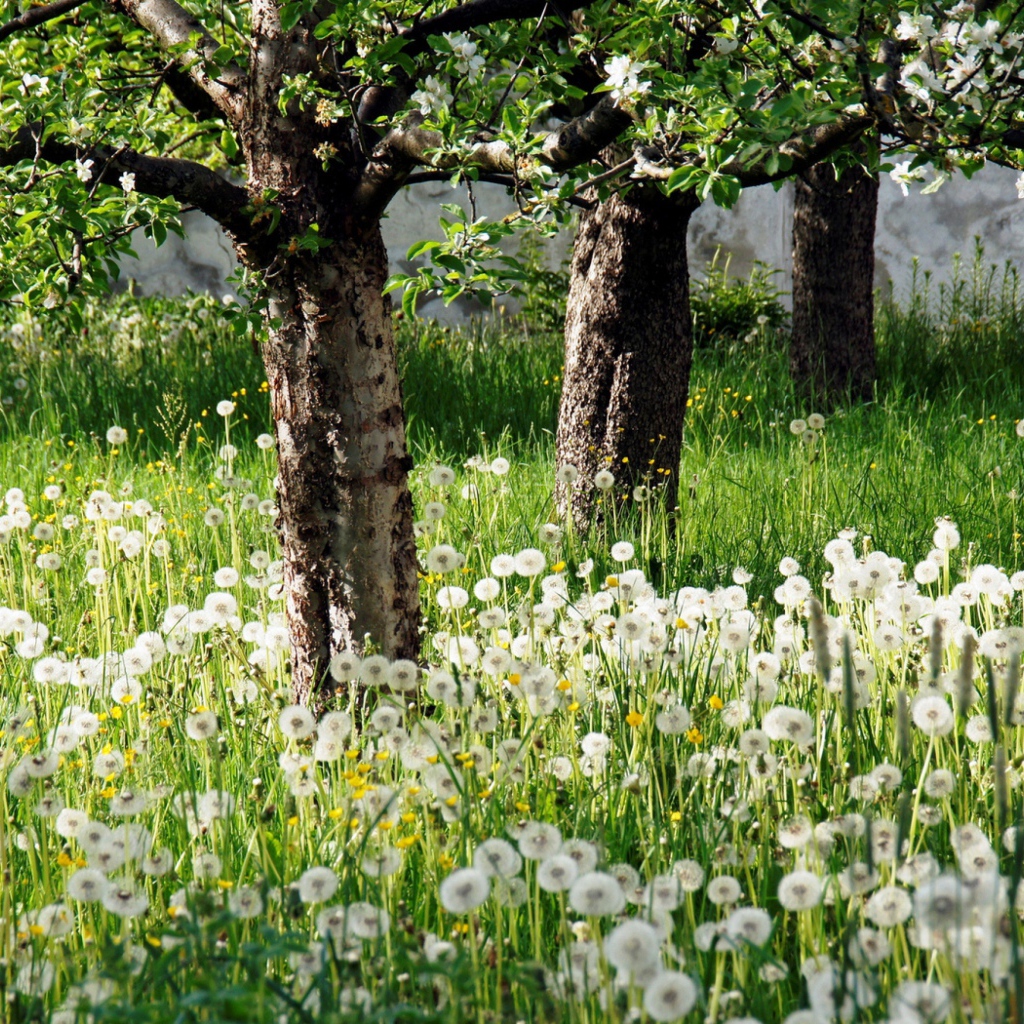 Белые одуванчики в зеленой траве в цветущем саду весной