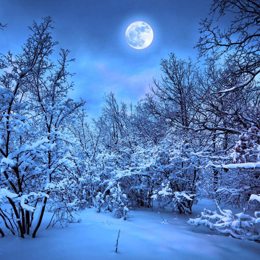 Яркая луна над покрытыми снегом деревьями ночью