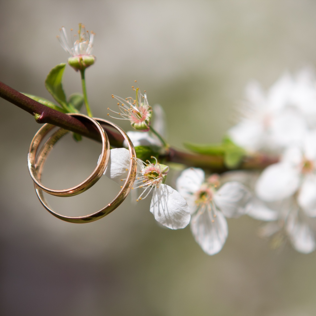 Два золотых  обручальных кольца на цветущей ветке вишни 