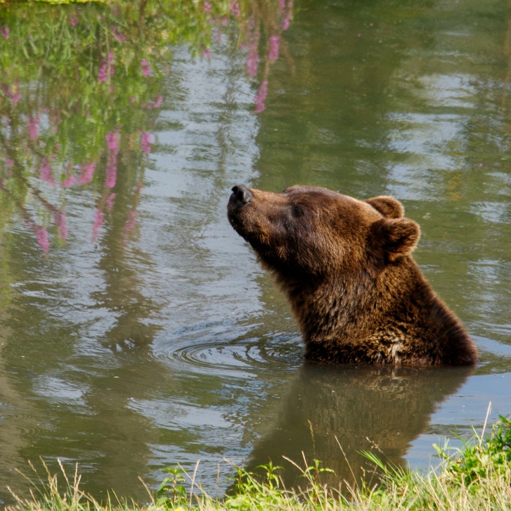 Большой бурый медведь плавает в воде