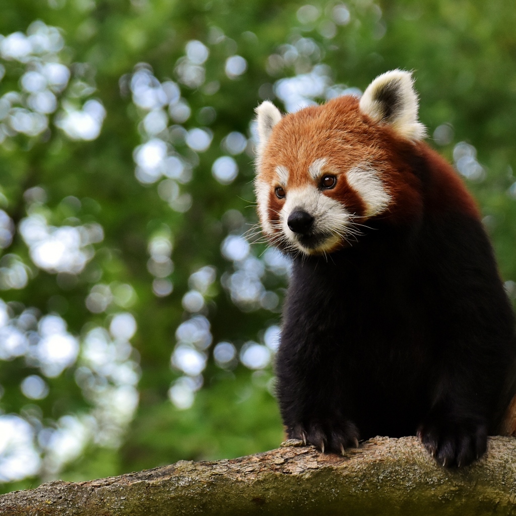 Большая красная панда сидит на дереве
