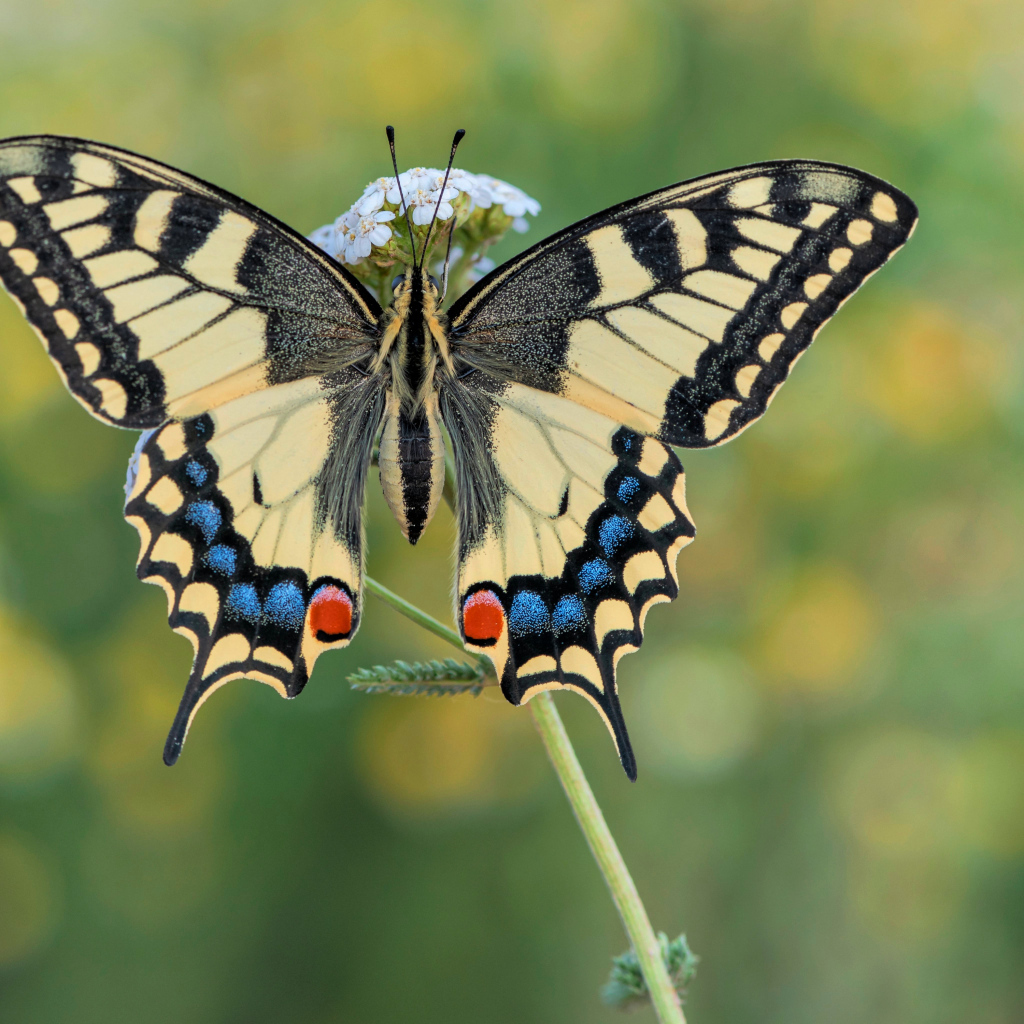 Бабочка махаон на траве