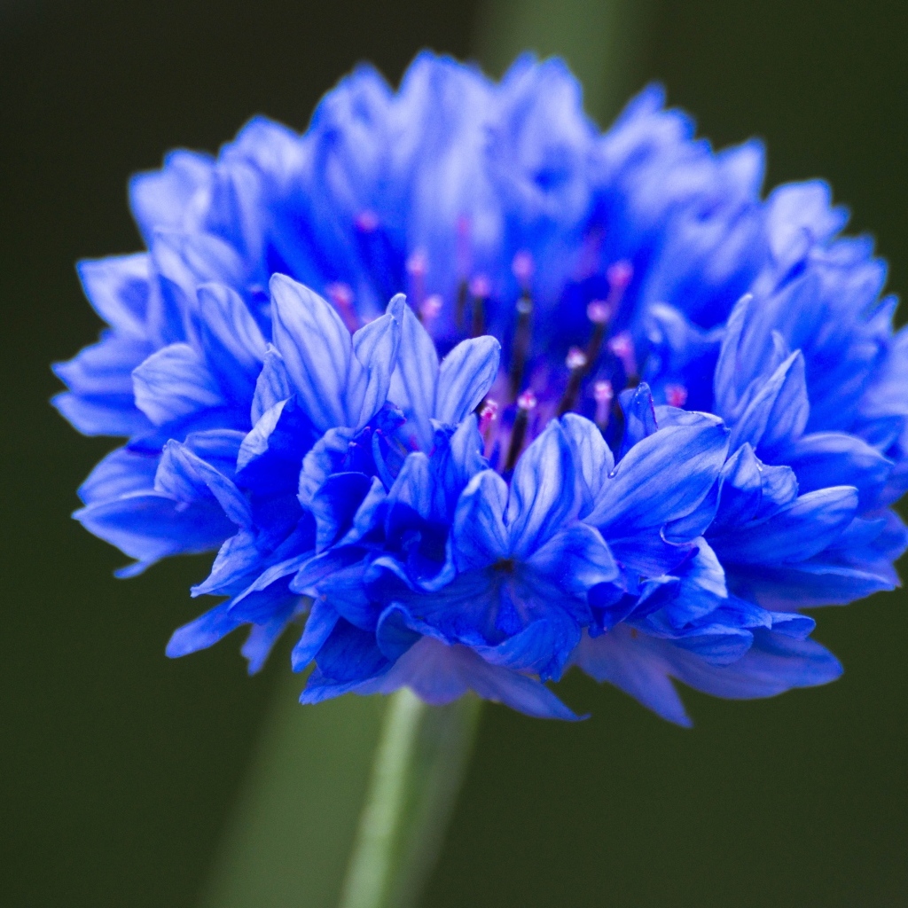 Синий цветок василька крупным планом