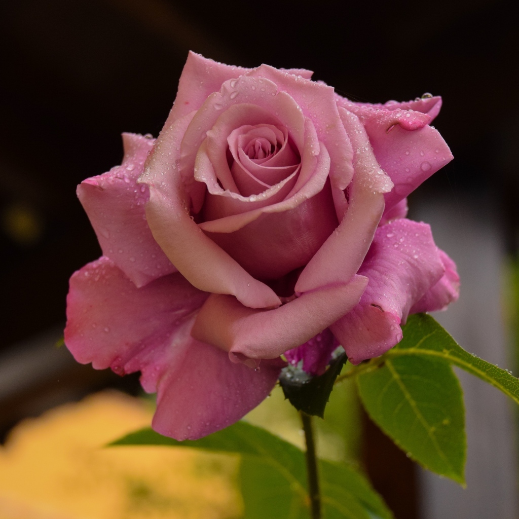 Роса на лепестках розовой розы
