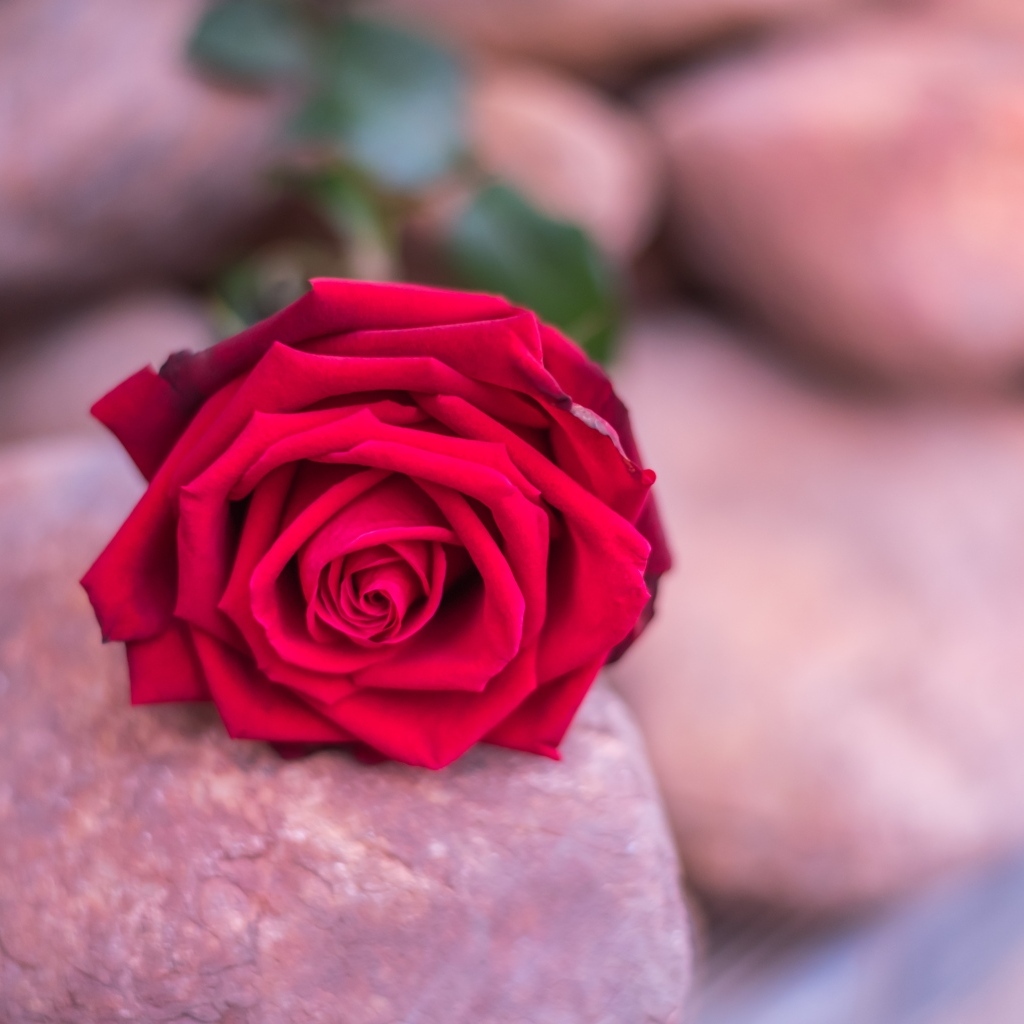 Алая роза лежит на камне