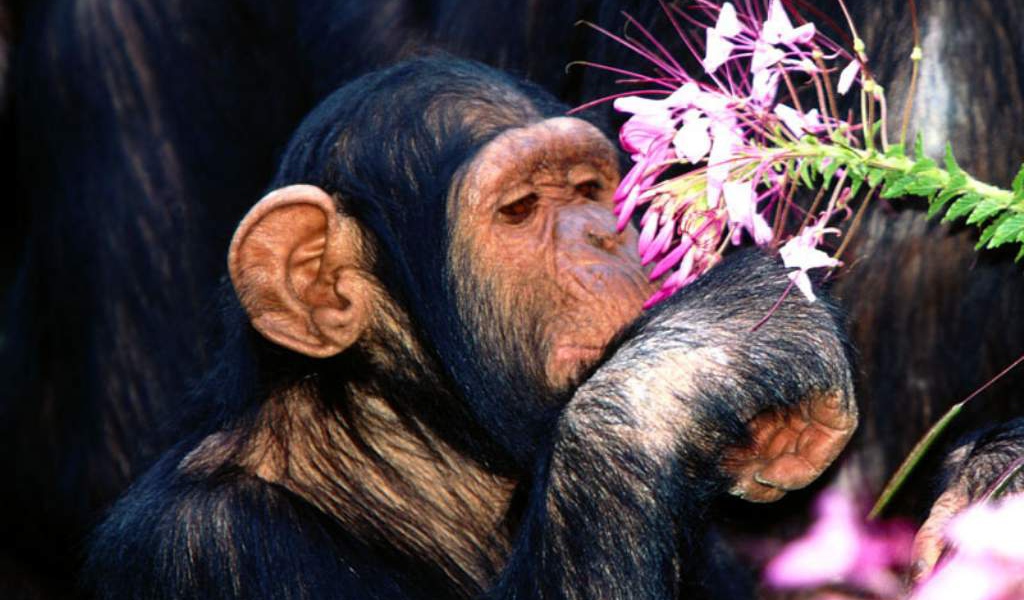 Шимпанзе нюхает цветы