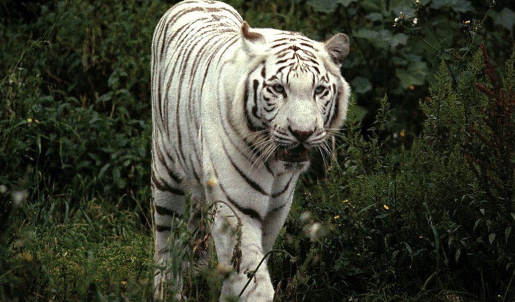 Тигр альбинос