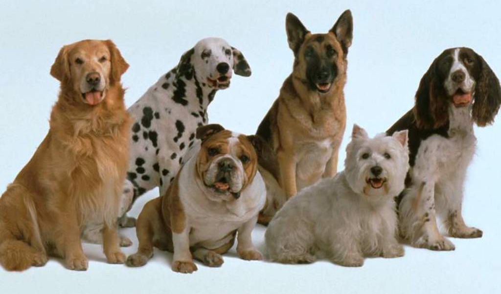 Собаки разных пород