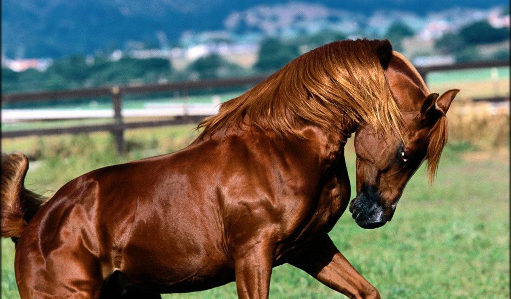 Сильный коричневый конь