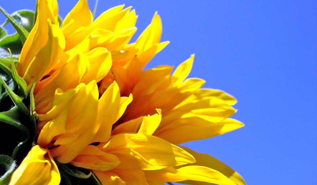 Sunflower, Flowers
