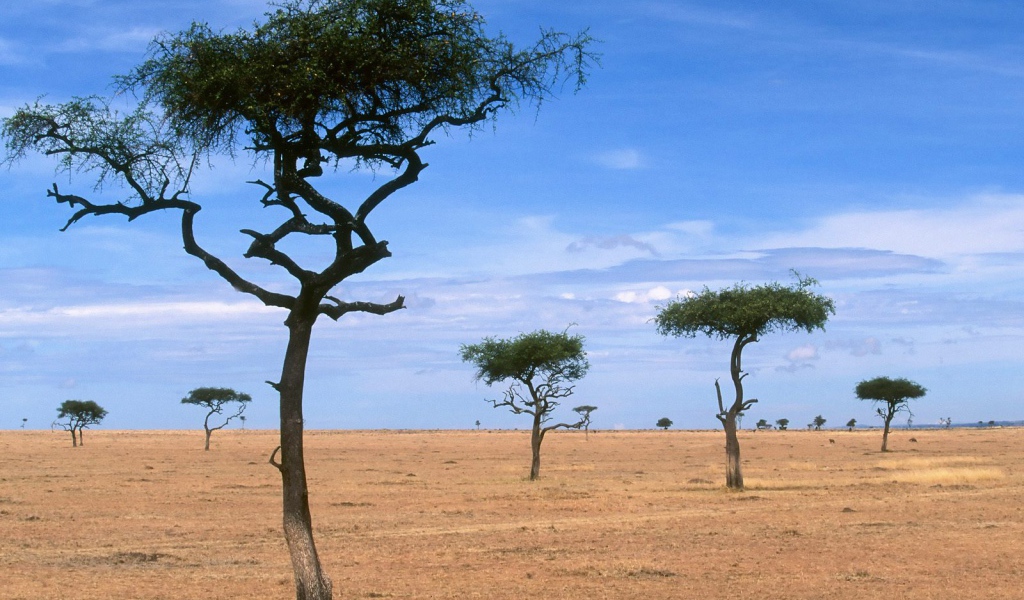 Рассеянные Деревья Акации / Кения / Африка