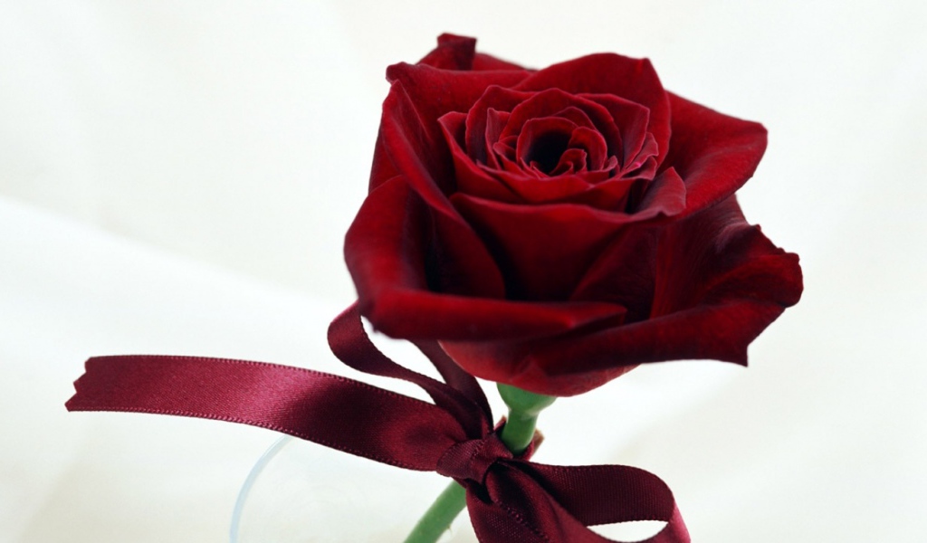 Чудесная роза в День Св. Валентина