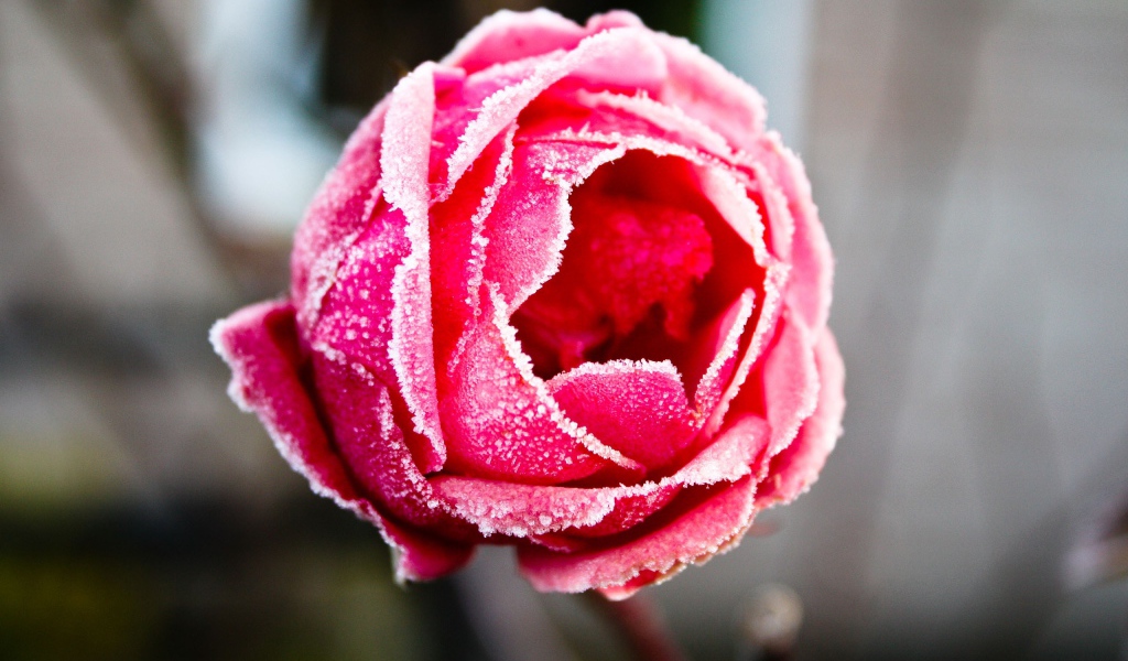 Отмороженная роза