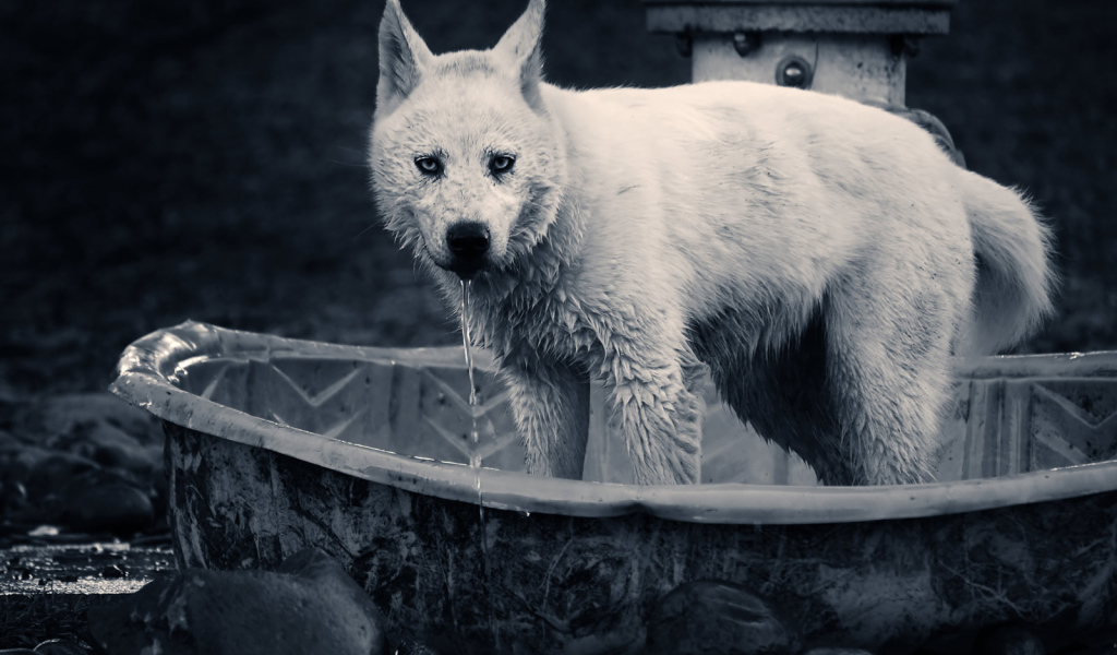 Волк в ванной