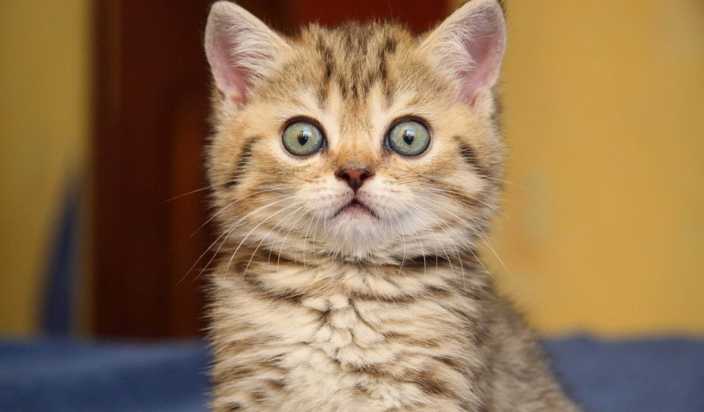 Surprised kitten