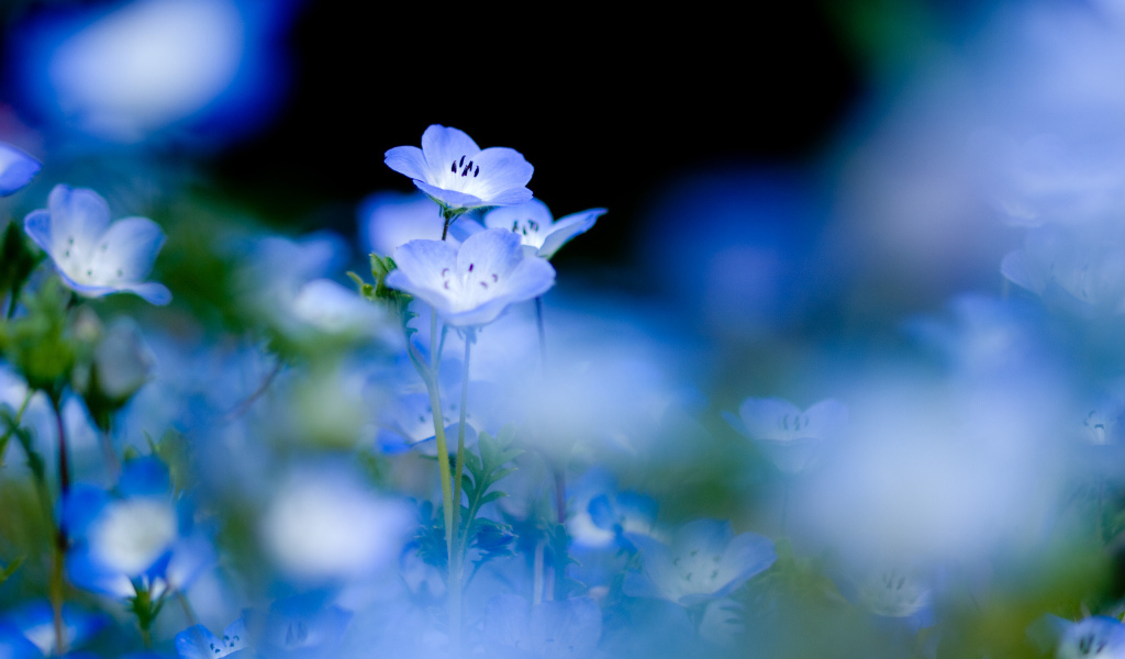 Голубые цветы на нежном фоне