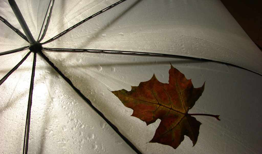 Кленовый лист на зонтике