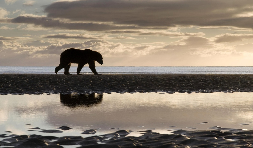 Медведь на берегу