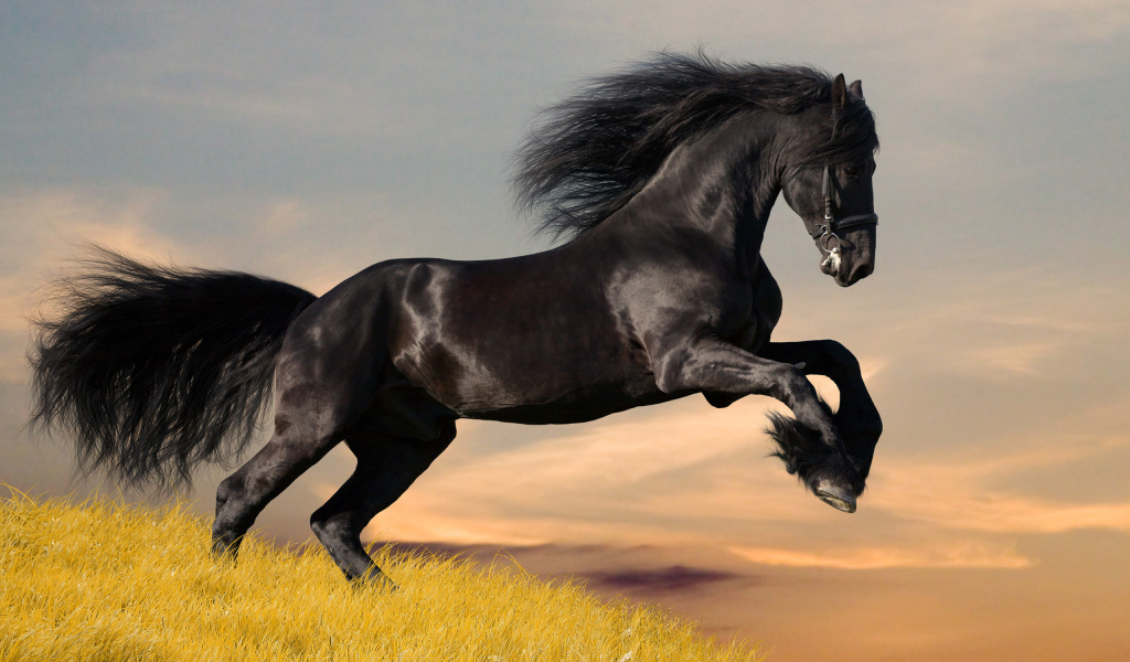 Black mustang horse