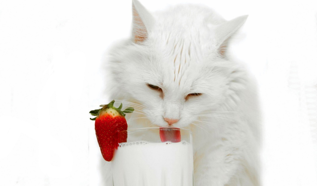 White cat and milk