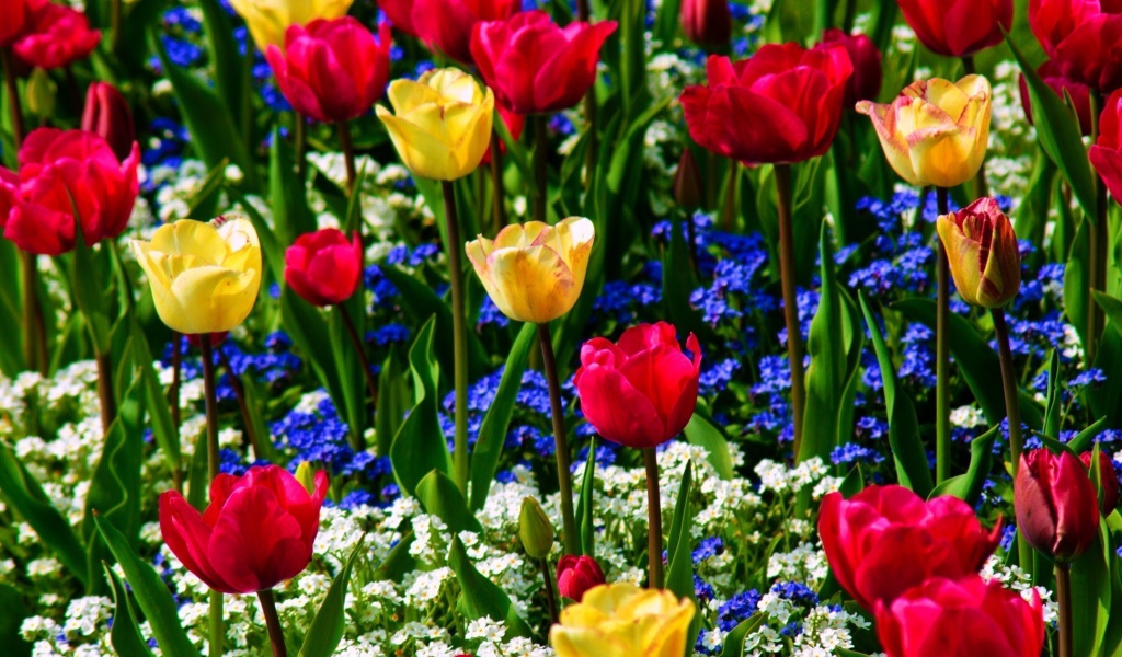 Разноцветные тюльпаны с незабудками